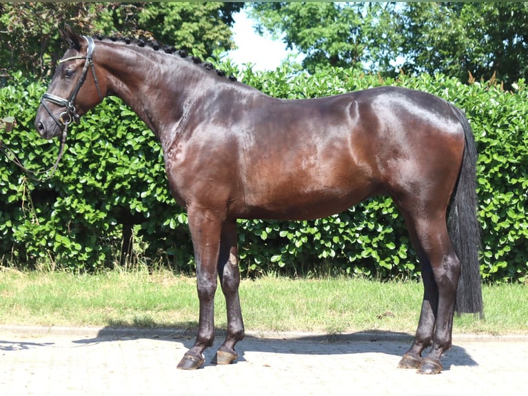 Hannoveraan Ruin 4 Jaar 172 cm Zwart in Selsingen