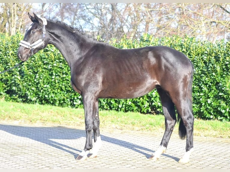 Hannoveraan Ruin 4 Jaar 172 cm Zwart in Selsingen