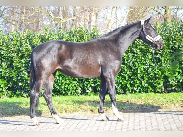 Hannoveraan Ruin 4 Jaar 172 cm Zwart in Selsingen