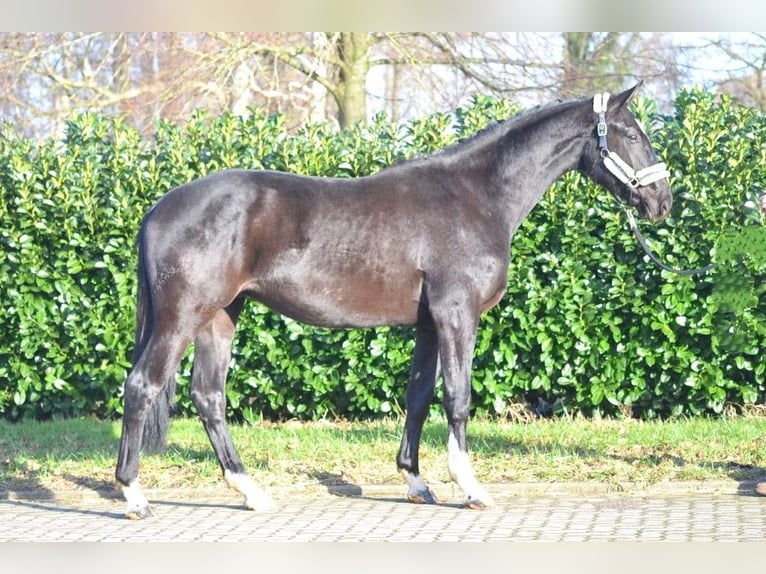 Hannoveraan Ruin 4 Jaar 172 cm Zwart in Selsingen