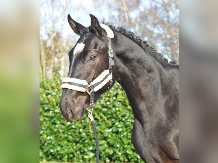 Hannoveraan Ruin 4 Jaar 172 cm Zwart in Selsingen