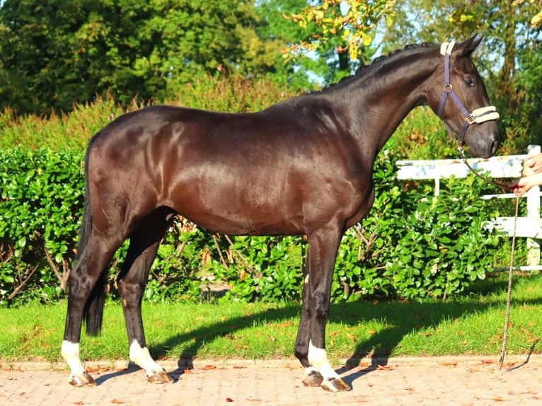 Hannoveraan Ruin 4 Jaar 172 cm Zwart in Selsingen