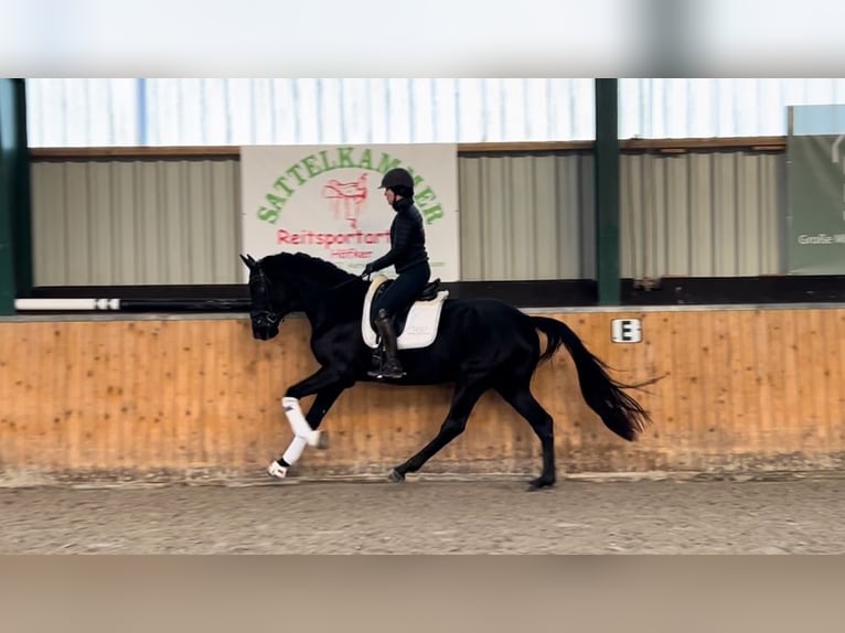 Hannoveraan Ruin 4 Jaar 172 cm Zwart in Wangerland Hohenkirchen