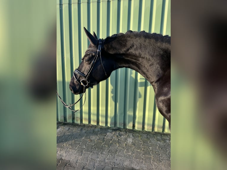 Hannoveraan Ruin 4 Jaar 172 cm Zwart in Wangerland Hohenkirchen