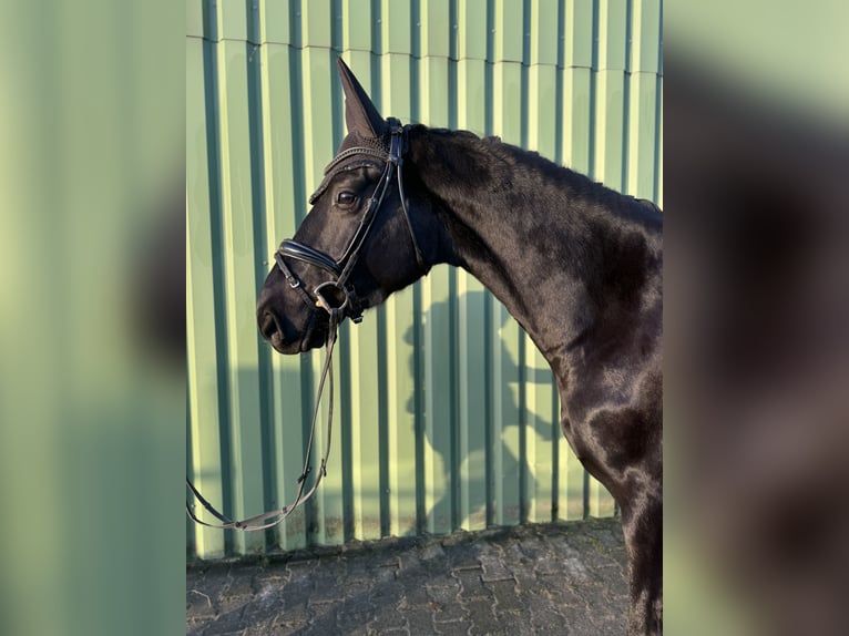 Hannoveraan Ruin 4 Jaar 172 cm Zwart in Wangerland Hohenkirchen