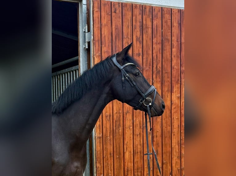 Hannoveraan Ruin 4 Jaar 172 cm Zwartbruin in Modautal