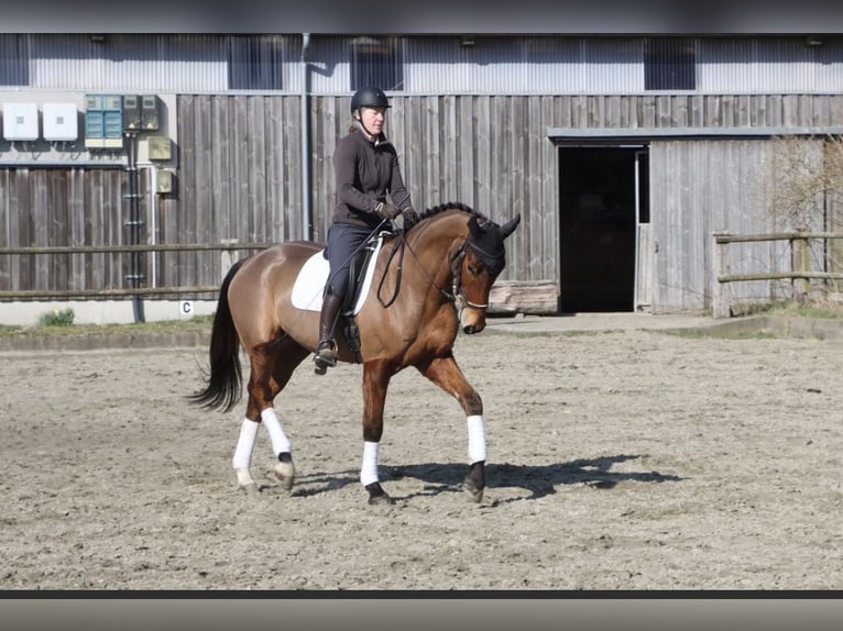 Hannoveraan Ruin 4 Jaar 173 cm Bruin in Dorf Mecklenburg