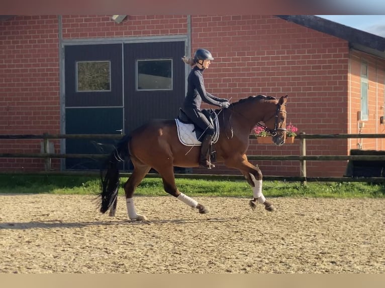 Hannoveraan Ruin 4 Jaar 173 cm Bruin in Hoya