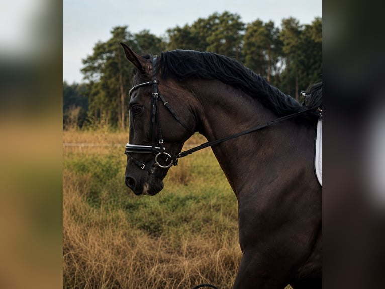 Hannoveraan Ruin 4 Jaar 173 cm Zwart in Gifhorn