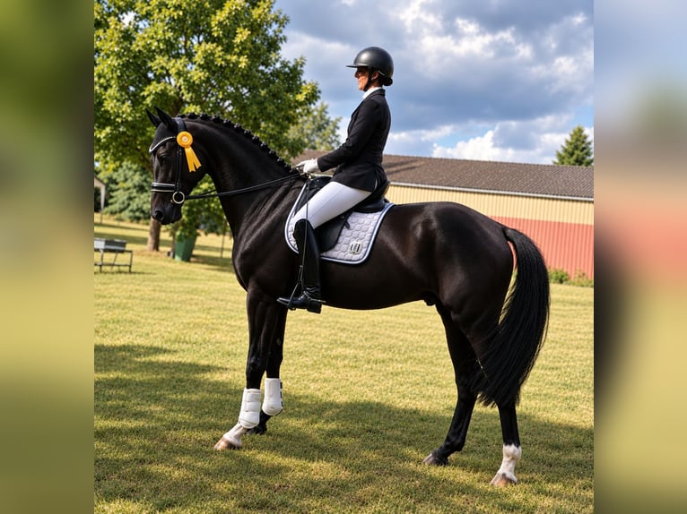 Hannoveraan Ruin 4 Jaar 173 cm Zwart in Gifhorn
