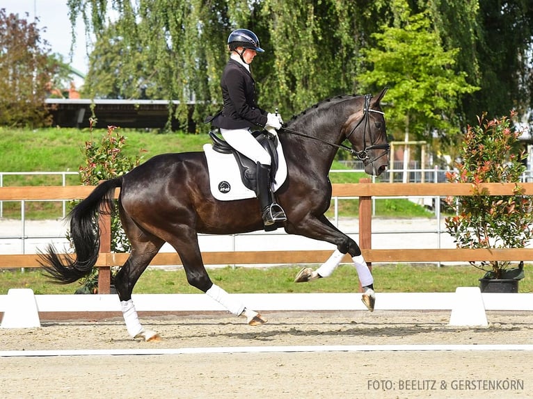 Hannoveraan Ruin 4 Jaar 173 cm Zwartbruin in Verden