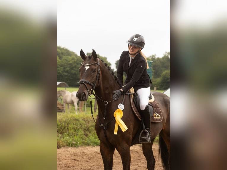 Hannoveraan Ruin 4 Jaar 173 cm Zwartbruin in Hohenfelde