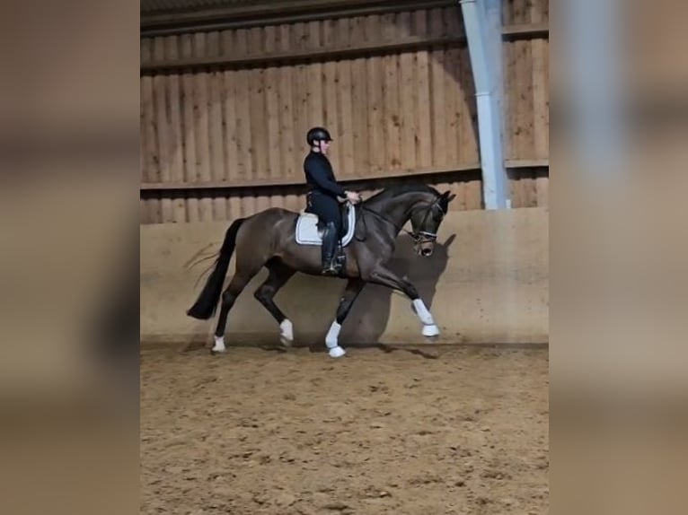 Hannoveraan Ruin 4 Jaar 174 cm Bruin in Basdahl