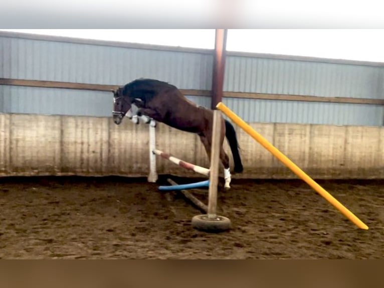 Hannoveraan Ruin 4 Jaar 174 cm Bruin in Kirchlinteln