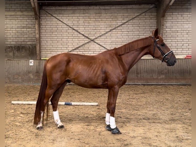 Hannoveraan Ruin 4 Jaar 174 cm Vos in Kürten