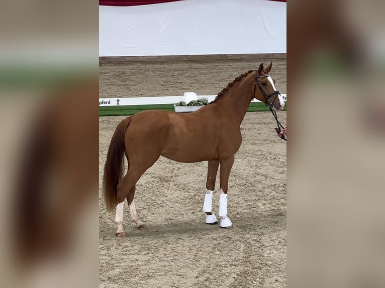 Hannoveraan Ruin 4 Jaar 174 cm Vos in Fürstenau