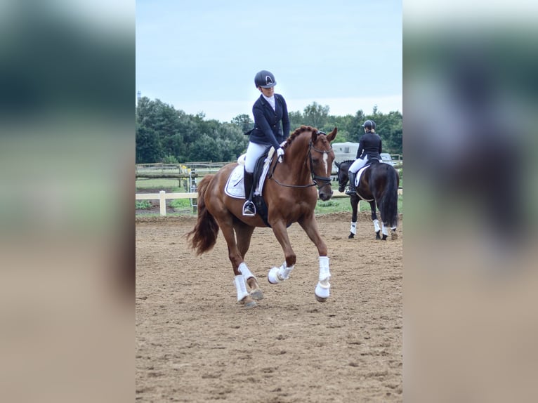 Hannoveraan Ruin 4 Jaar 174 cm Vos in Kloster Lehnin