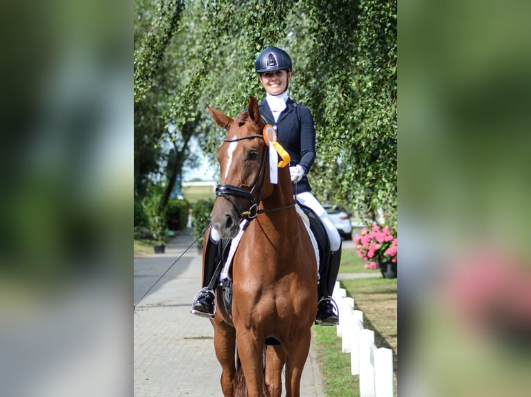 Hannoveraan Ruin 4 Jaar 174 cm Vos in Kloster Lehnin