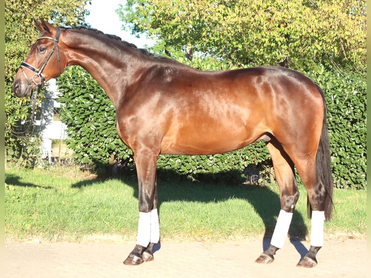 Hannoveraan Ruin 4 Jaar 175 cm Bruin in Selsingen