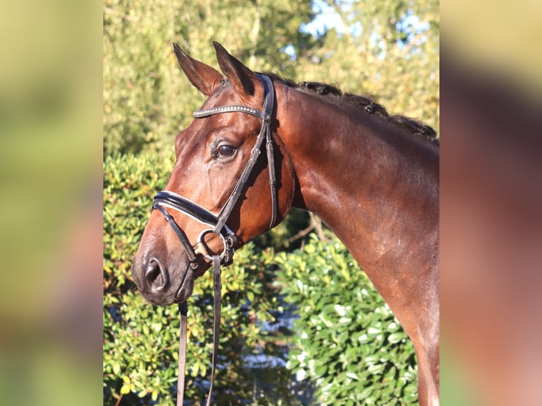 Hannoveraan Ruin 4 Jaar 175 cm Bruin in Selsingen