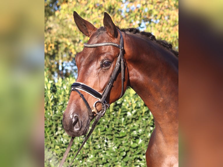 Hannoveraan Ruin 4 Jaar 175 cm Bruin in Selsingen