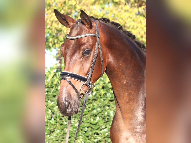 Hannoveraan Ruin 4 Jaar 175 cm Bruin in Selsingen