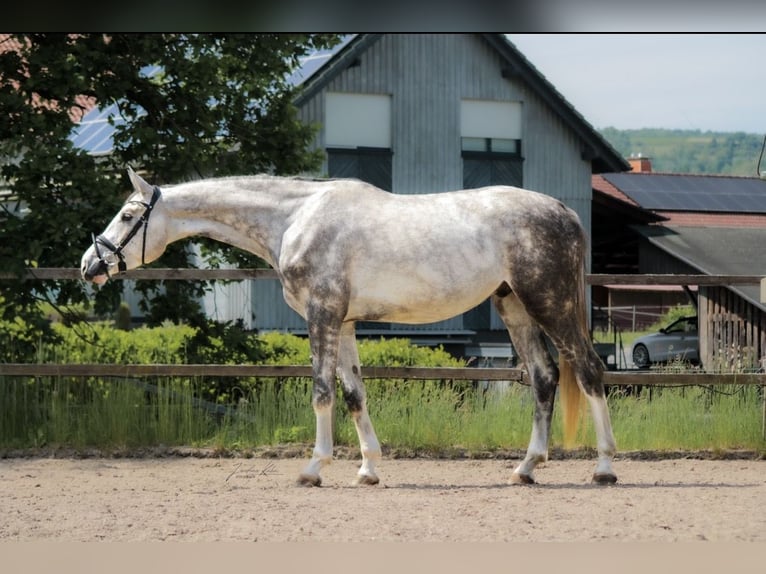 Hannoveraan Ruin 4 Jaar 175 cm Schimmel in Malsfeld