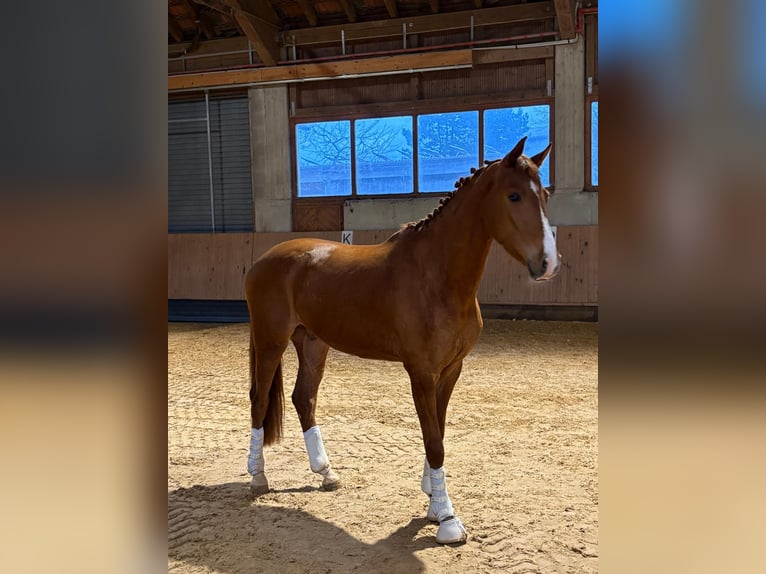 Hannoveraan Ruin 4 Jaar 175 cm Vos in Essingen