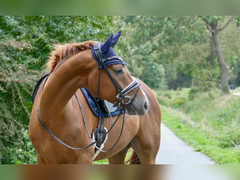 Hannoveraan Ruin 4 Jaar 175 cm Vos in Rhede