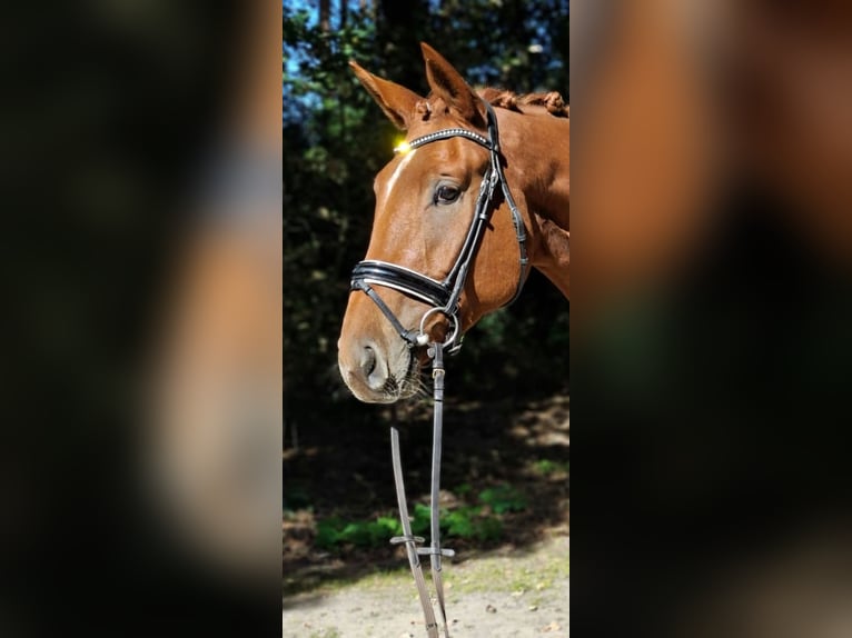 Hannoveraan Ruin 4 Jaar 175 cm Vos in Barenburg