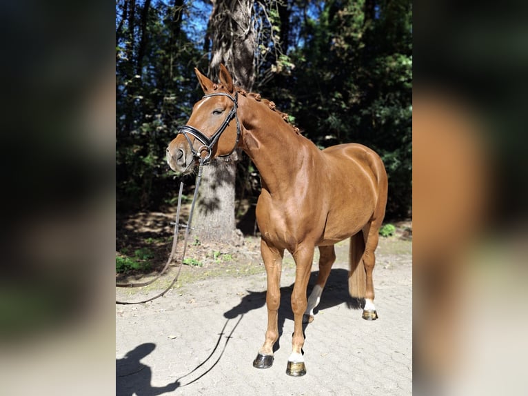 Hannoveraan Ruin 4 Jaar 175 cm Vos in Barenburg