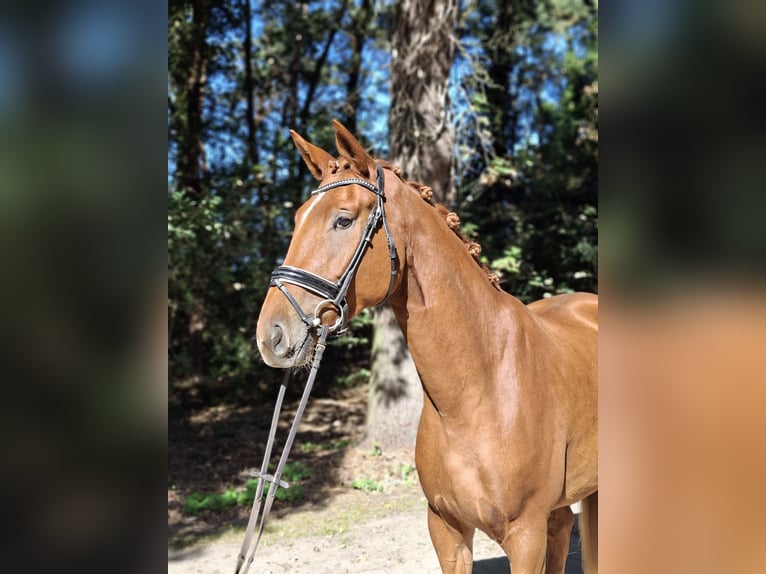 Hannoveraan Ruin 4 Jaar 175 cm Vos in Barenburg