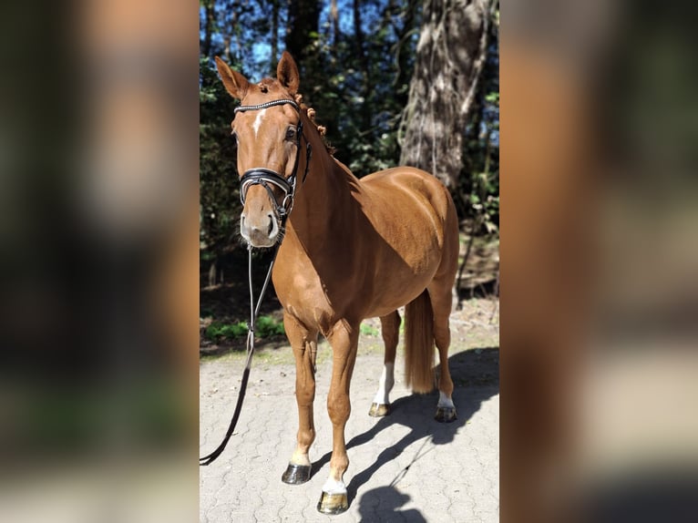 Hannoveraan Ruin 4 Jaar 175 cm Vos in Barenburg