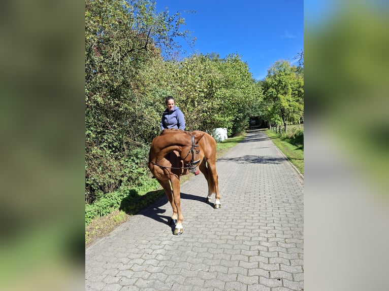 Hannoveraan Ruin 4 Jaar 175 cm Vos in Barenburg