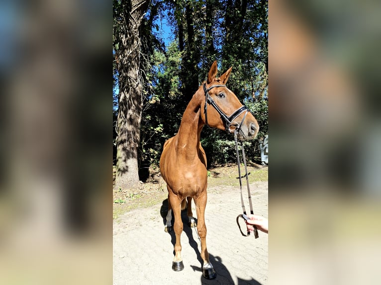 Hannoveraan Ruin 4 Jaar 175 cm Vos in Barenburg