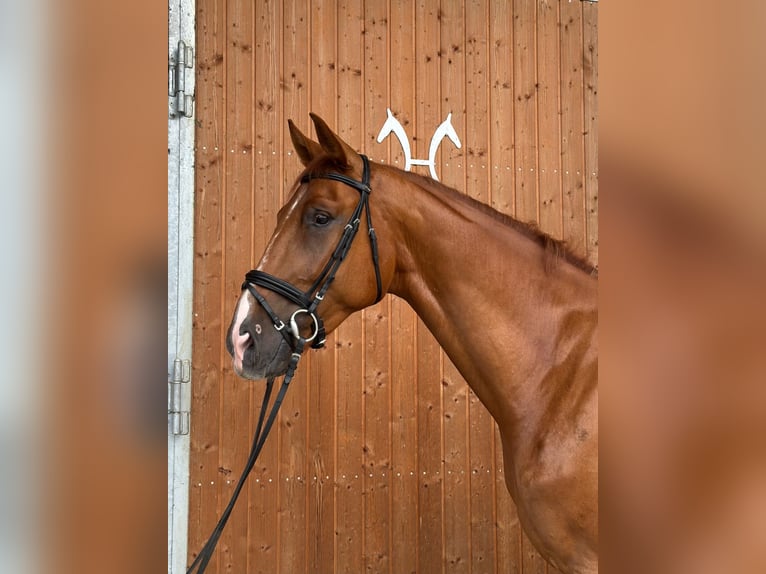 Hannoveraan Ruin 4 Jaar 175 cm Vos in Mossautal
