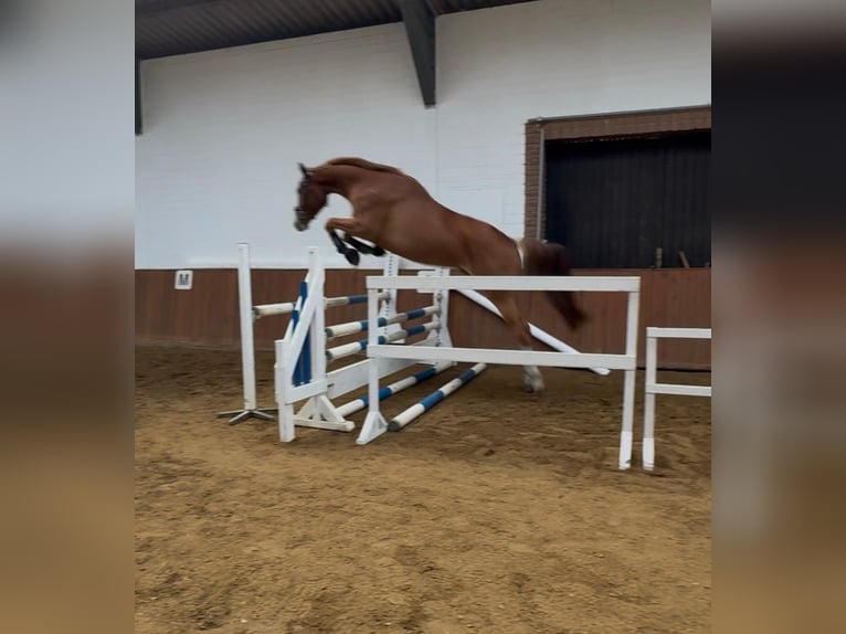 Hannoveraan Ruin 4 Jaar 175 cm Vos in Wedemark