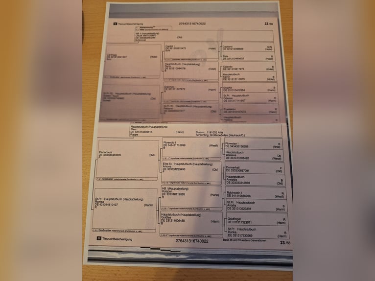 Hannoveraan Ruin 4 Jaar 175 cm Zwart in M&#xF6;nchengladbach