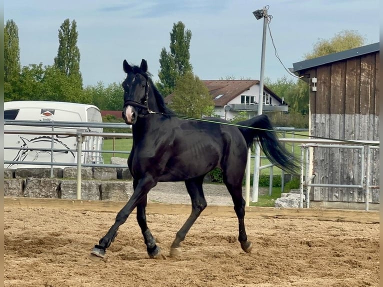 Hannoveraan Ruin 4 Jaar 175 cm Zwart in Dürnau