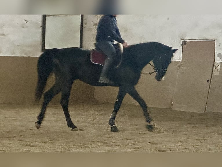 Hannoveraan Ruin 4 Jaar 175 cm Zwart in Dürnau