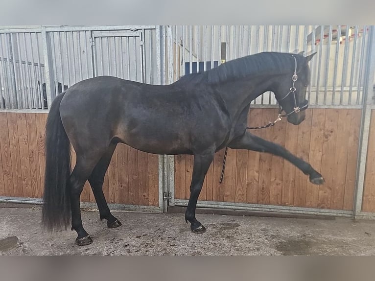 Hannoveraan Ruin 4 Jaar 175 cm Zwartbruin in Darmstadt