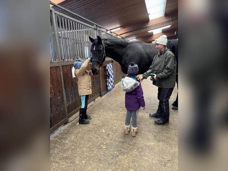 Hannoveraan Ruin 4 Jaar 175 cm Zwartbruin in Darmstadt