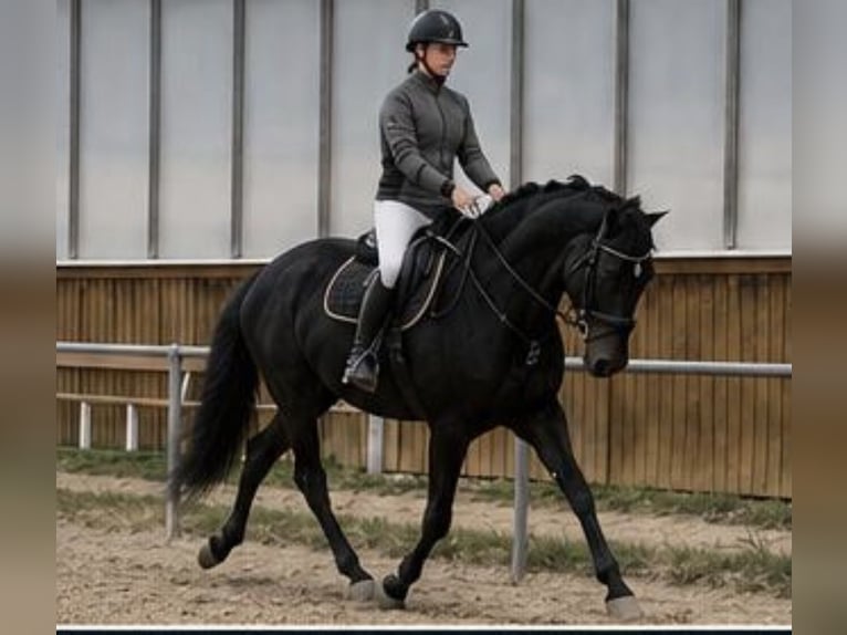 Hannoveraan Ruin 4 Jaar 175 cm Zwartbruin in Darmstadt
