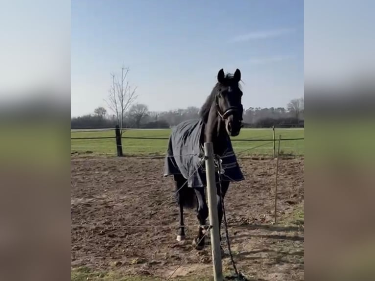 Hannoveraan Ruin 4 Jaar 175 cm Zwartbruin in Darmstadt