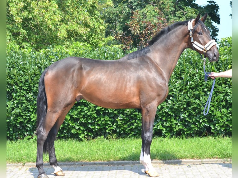 Hannoveraan Ruin 4 Jaar 176 cm Bruin in Selsingen