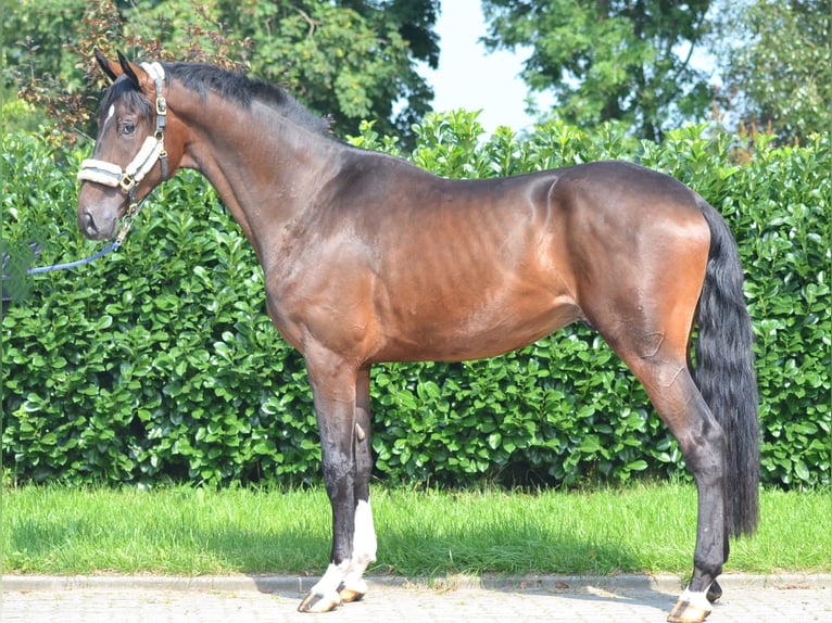 Hannoveraan Ruin 4 Jaar 176 cm Bruin in Selsingen