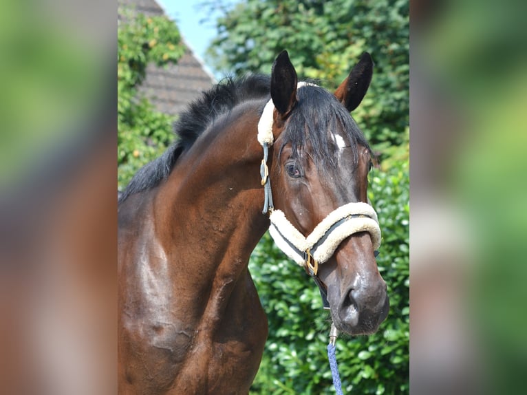 Hannoveraan Ruin 4 Jaar 176 cm Bruin in Selsingen