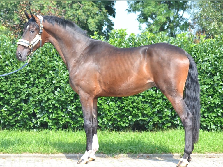 Hannoveraan Ruin 4 Jaar 176 cm Bruin in Selsingen