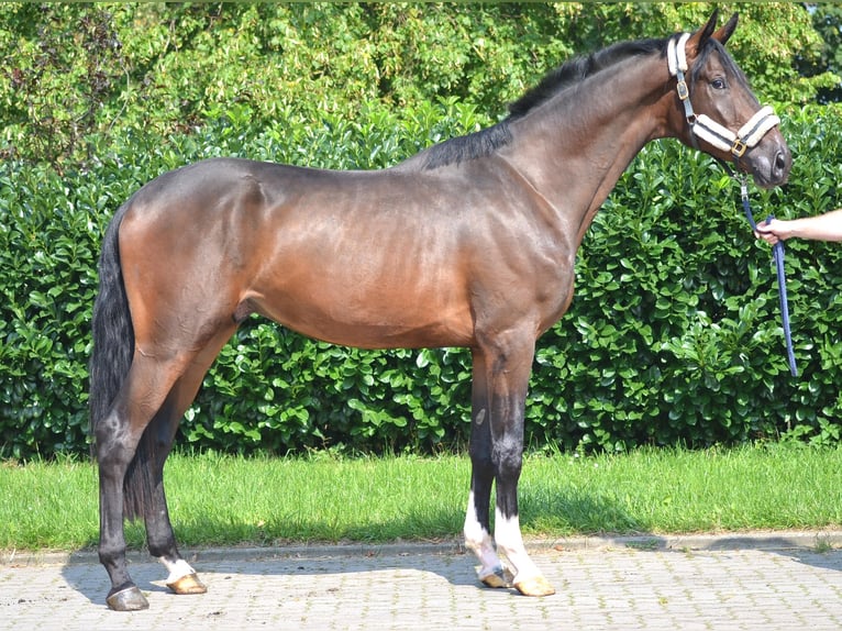 Hannoveraan Ruin 4 Jaar 176 cm Bruin in Selsingen