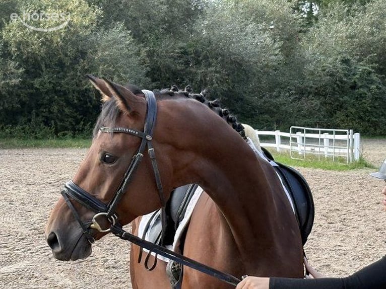 Hannoveraan Ruin 4 Jaar 176 cm Bruin in Verden (Aller)
